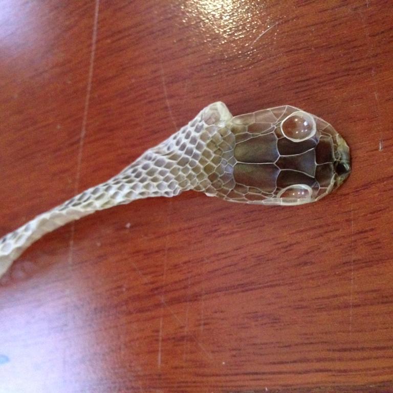 what do you do with your snake's shed skin? aussie
